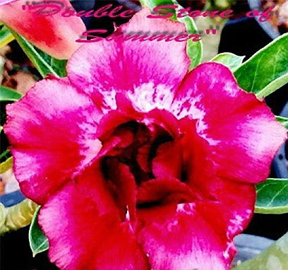 (image for) Adenium \'Double Stone of Summer\' 5 Seeds